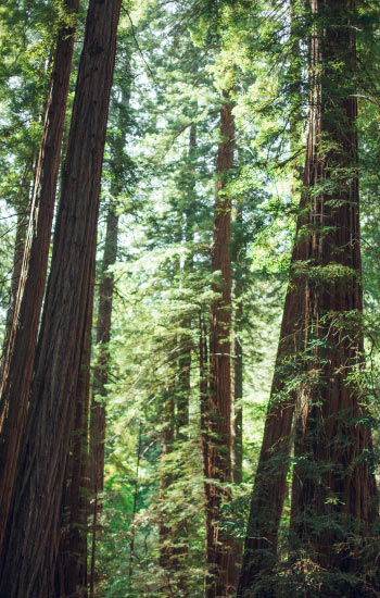Arbre vert dans une foret